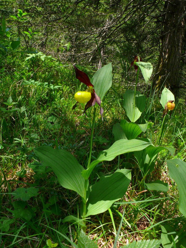 Cypripedium calceolus....  la pi bella del reame